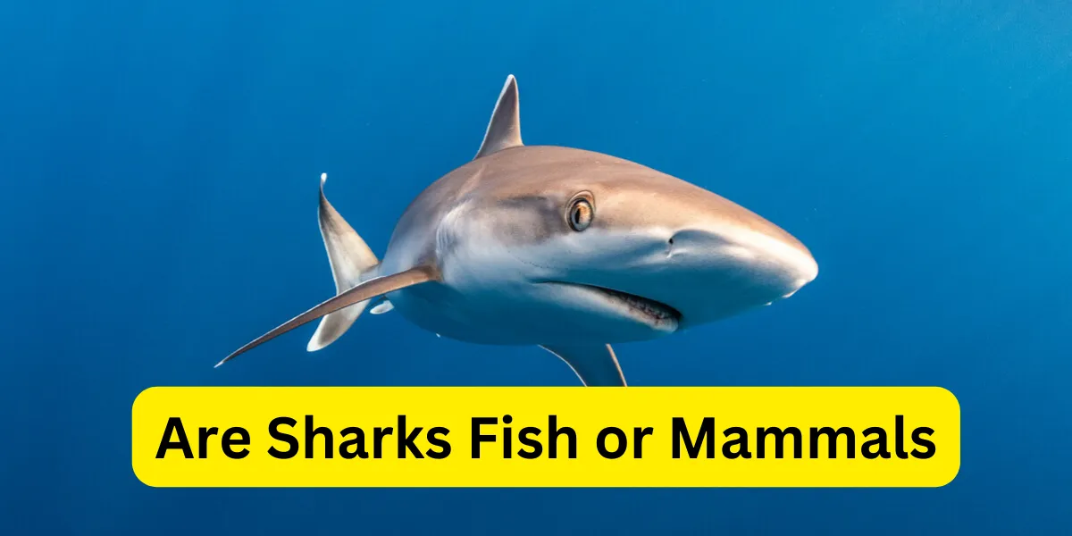 Are Sharks Fish or Mammals