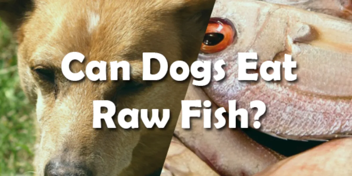 Can Dogs Eat Raw Fish
