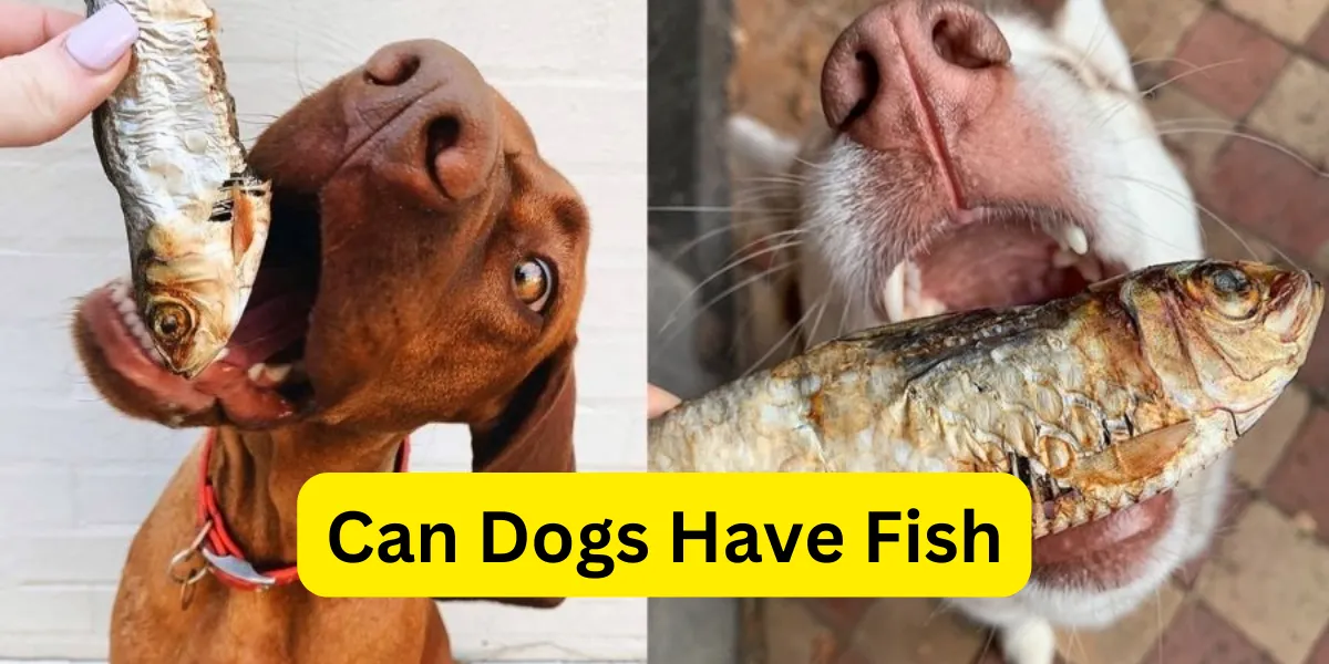 Can Dogs Have Fish