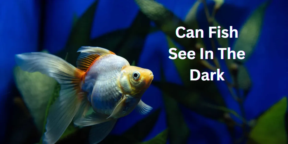 Can Fish See In The Dark