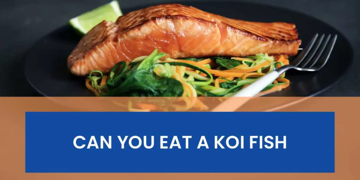 Can You Eat Koi Fish