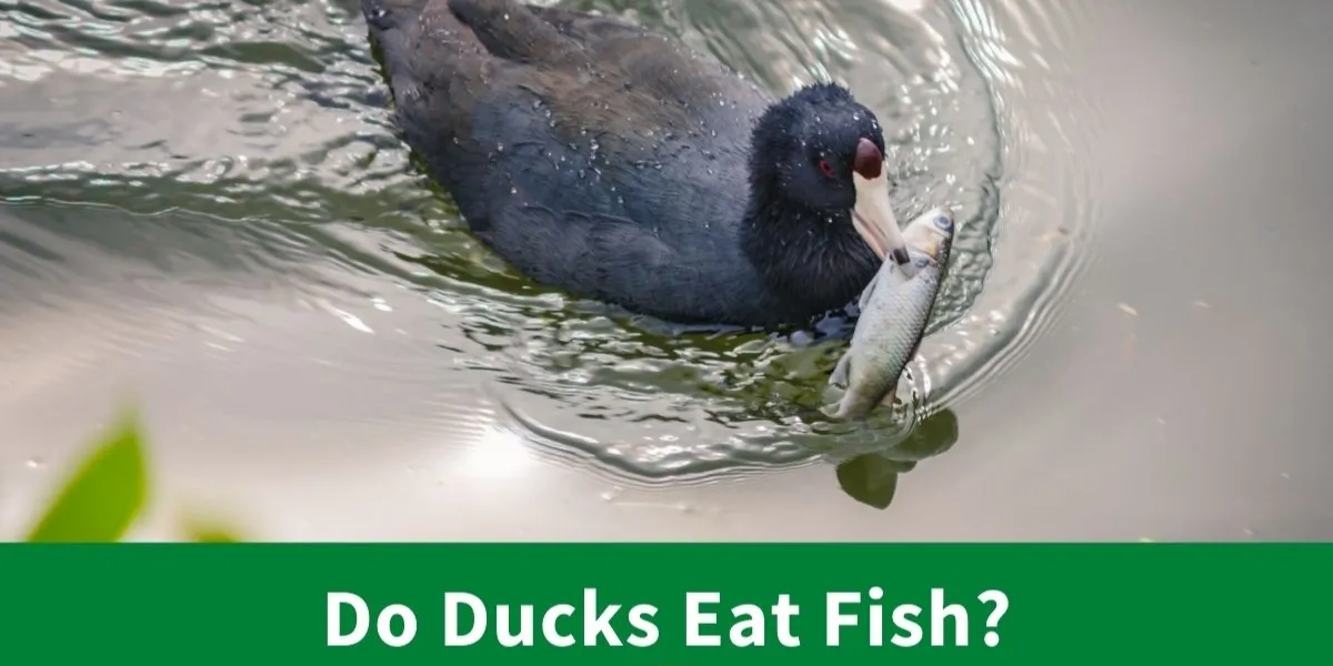 Do Ducks Eat Fish